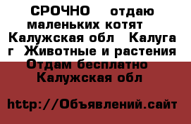 СРОЧНО!!! отдаю маленьких котят! - Калужская обл., Калуга г. Животные и растения » Отдам бесплатно   . Калужская обл.